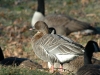 pink-footed-goose