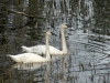 trumpeter-swans