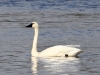 tundra-swan