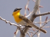 001-yellow-breasted-chat