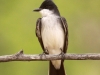 eastern-kingbird
