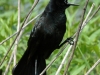 boat-tailed-grackle2