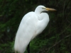great-egret-closeup