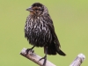 red-winged-blackbird-female