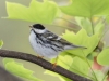 blackpoll-warbler