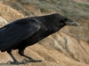 common-raven3