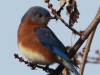 eastern-bluebird