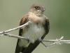 northern-rough-winged-swallow