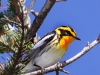 blackburnian-warbler2