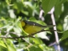 canada-warbler