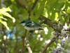 cerulean-warbler