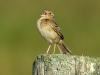 grasshopper-sparrow