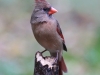 northern-cardinal-female