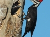 pileated-woodpeckers3