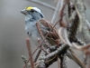 white-throated-sparrow