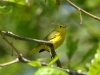 yellow-warbler2