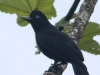 Amazonian-Umbrellabird