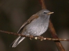 Andean solitaire