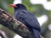 Black-fronted-Nunbird
