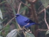 Blue-and-black-Tanager