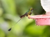 Booted rackettail