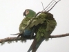 Chestnut-fronted-Macaws