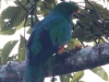 Crested-Quetzal