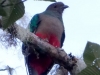 Crested-Quetzal2