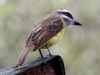 Golden-crowned flycatcher