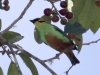 Golden-eared tanager