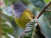 Gray-hooded-Bush-tanager2