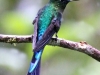 Long-tailed-Sylph