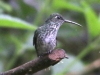 Many-spotted-Hummingbird2