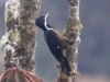 Powerful-Woodpecker-female