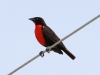 Red-breasted blackbird