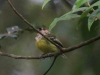 Rufous-crowned-Tody-flycatcher