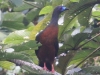 Sickle-winged-Guan2