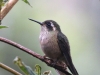 SpeckledHummingbird