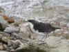 White-capped-Dipper