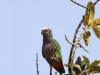 White-capped parrot