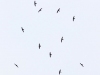 White-collared-Swifts