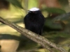 White-crowned manakin