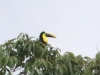Yellow-throated-Toucan
