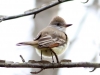 Ash-throated-Flycatcher3