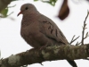 Common-Ground-dove