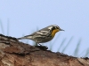 Yellow-throated-Warbler