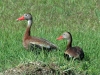 black-bellied-whistling-duck