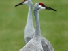 sandhill-crane-heads