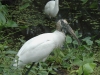wood-stork-egret