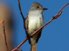 ash-throated-flycatcher2